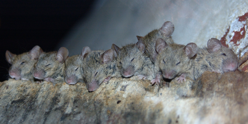 London's Mice Problem: Has Everyone In The City Had These Little Critters In Their House?