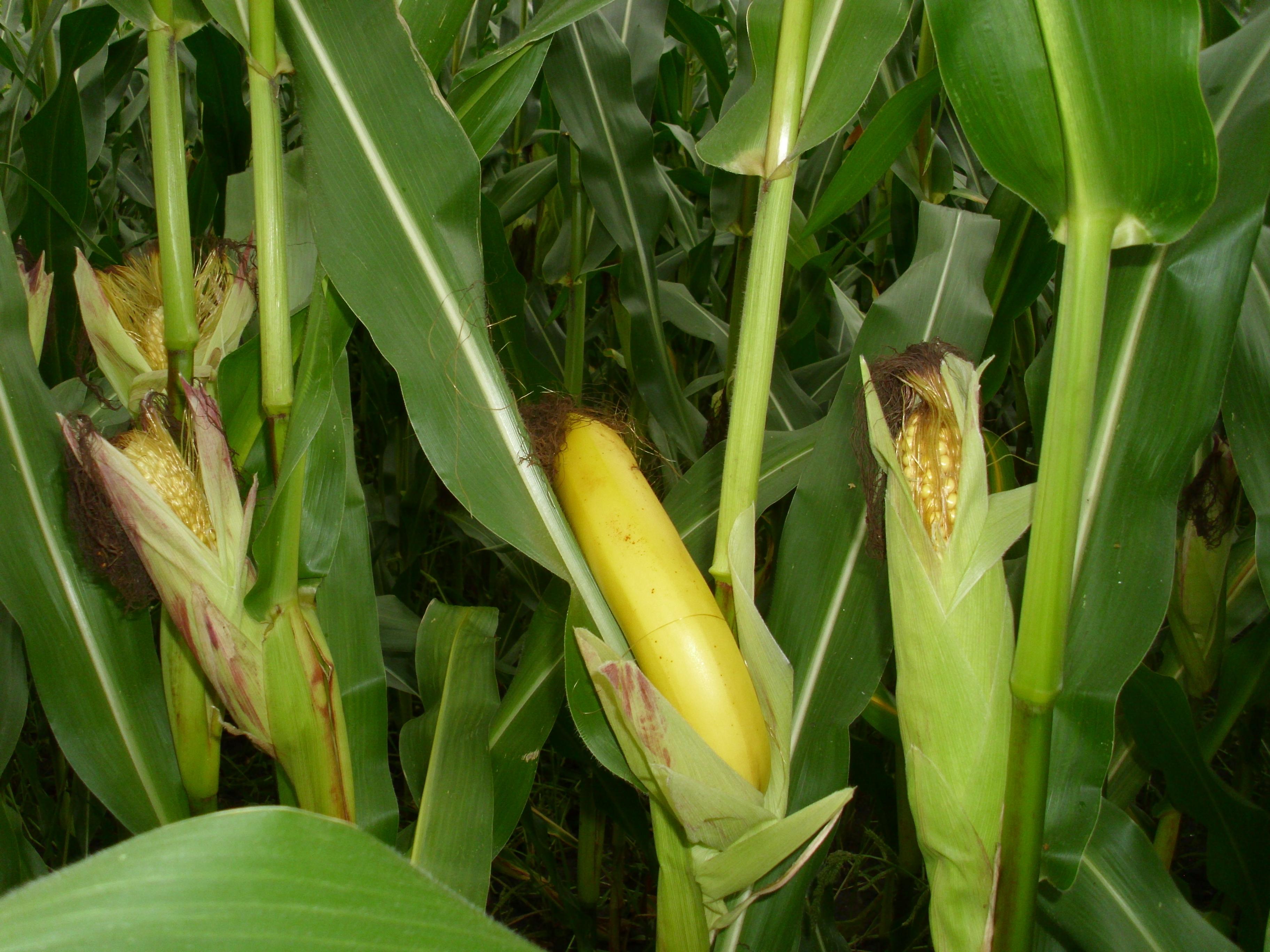 Why Corn Ethanol is Bad for the Environment