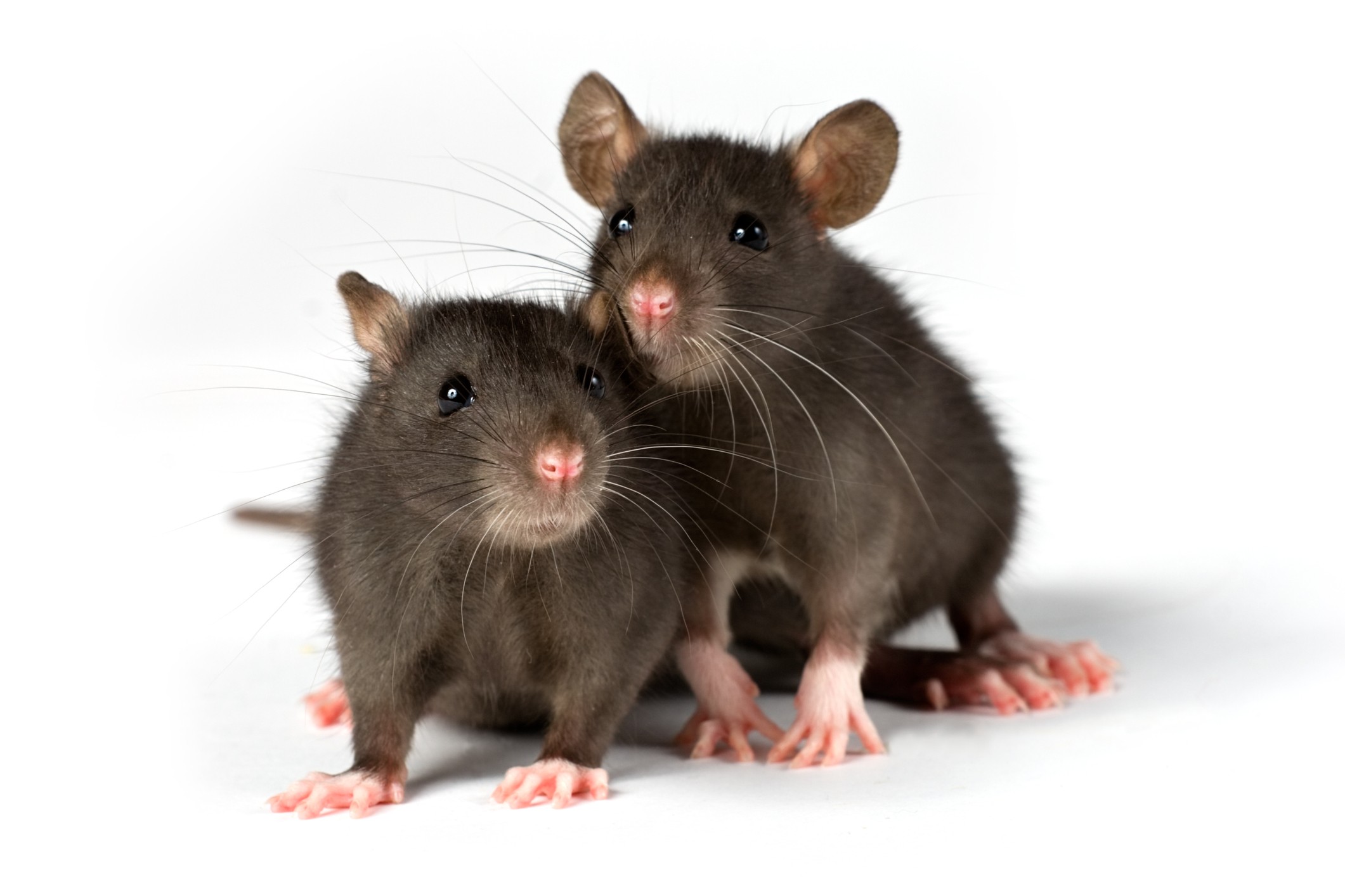 Rats - pest control