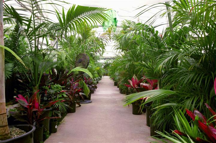 The Ultimate Palm Trees For Your Tropical Garden