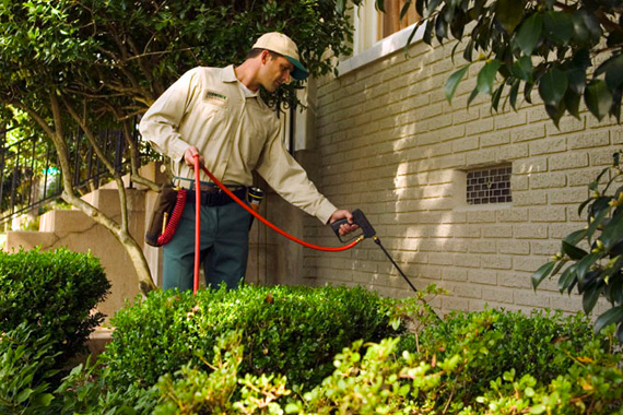 What Are The Different Options For Pest Control?