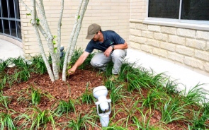 Landscape Maintenance By Professionals