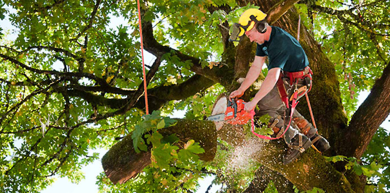 Remove Dangerous Trees With A Professional Tree Service Firm