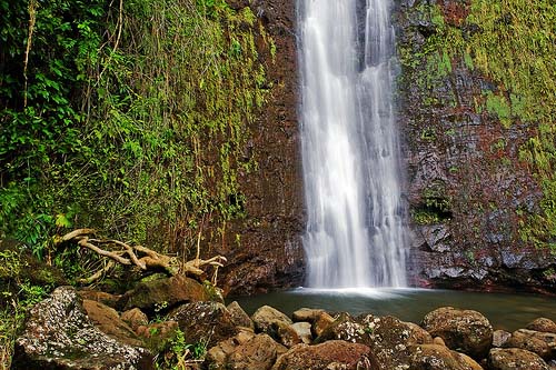 Manoa Falls Honolulu