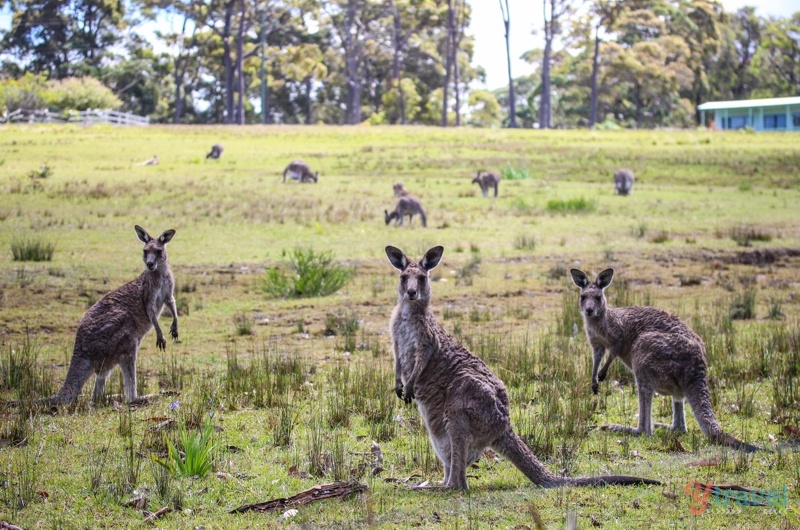 3 Places For Finding Wildlife In and Around Sydney