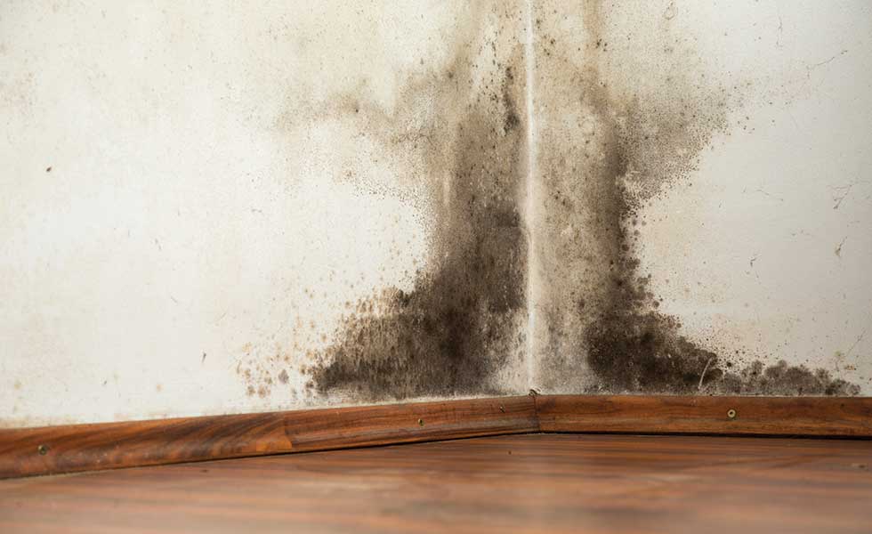 How Can Rising Damp Be Spotted And Stopped?