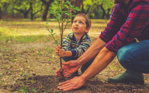 How to Grow a Tree When You Start With a Seed