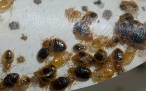 Top 5 Tips To Prevent or Control Bed Bugs