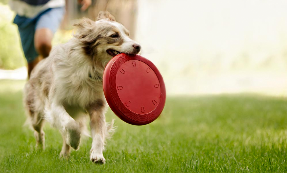 5 Bad Foods That Your Dog Should Not Consume