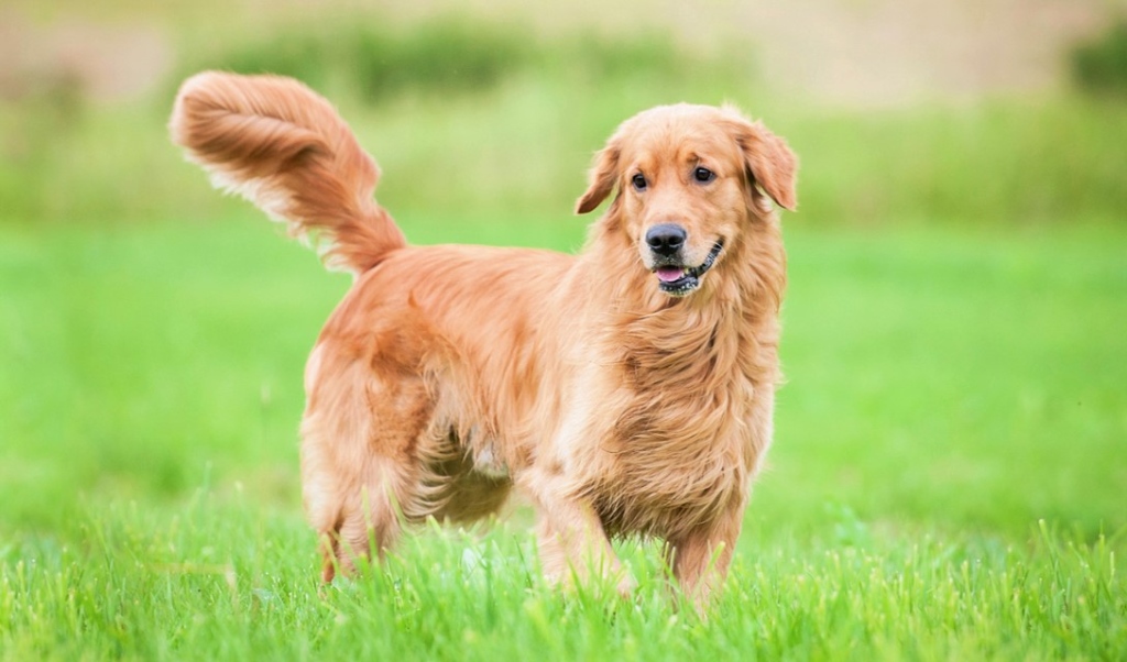 Give Your Golden Retriever An Apt Name As Per His Nature!