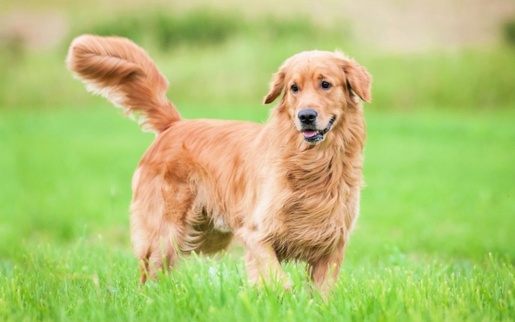 Give Your Golden Retriever An Apt Name As Per His Nature!