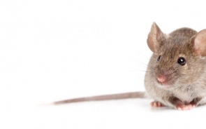 5 Benefits of Mice Control and Why You Shouldn’t Neglect It at Home