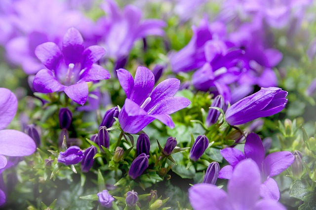 Blue-purple Bellflower