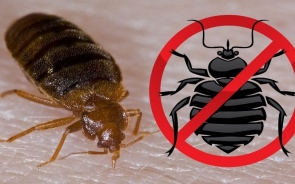 How To Get Rid Of Bed Bugs Inside Of Your Home